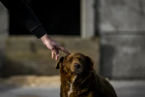 Bobi, o cachorro mais velho do mundo, faz 31 anos e ganha festa de comemoração