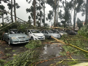 Chuva deixa seis mortos no estado de SP, diz Defesa Civil; queda de árvores sobre carros e muros foi principal causa dos óbitos