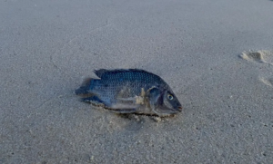 De água doce, tilápias encontradas no mar podem causar doenças e mortalidade de peixes; entenda riscos