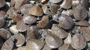 Ibama realiza soltura de 15 mil filhotes de tartarugas da Amazônia, no Pará