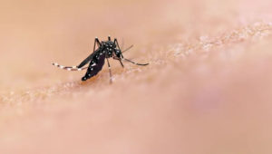Alerta! Crianças estão no grupo de risco da dengue
