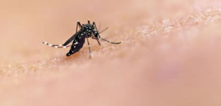 Alerta! Crianças estão no grupo de risco da dengue