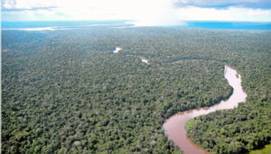 Pará e estados da Amazônia negociam créditos de carbono