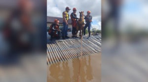 Quase 10 mil animais já foram resgatados das enchentes no Rio Grande do Sul