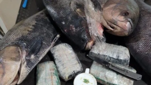 PF apreende cocaína dentro de peixes congelados no Amazonas