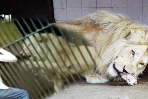 Leão ataca tratador em zoológico e quase arranca seu braço