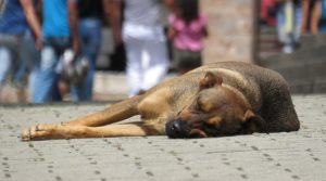 Senado: projeto proíbe sacrifício de animais de rua