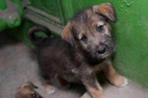 Câmara aprova prisão para quem matar cães e gatos