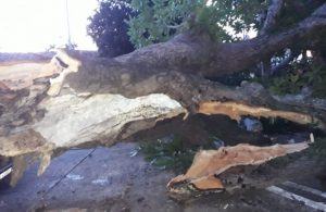 Árvore cai sobre automóvel e deixa uma pessoa ferida em Marabá