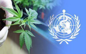 Organização Mundial da Saúde remove cannabis da lista de “drogas”