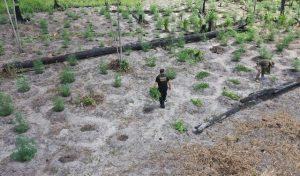 Polícia Federal localiza 460 mil pés de maconha durante operação no nordeste do Pará