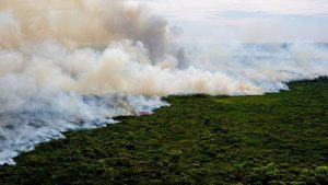Perícia afirma que incêndio que destrói Pantanal foi intencional