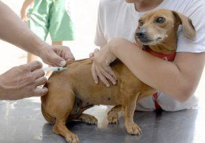 Marabá pretende vacinar 28 mil animais contra raiva