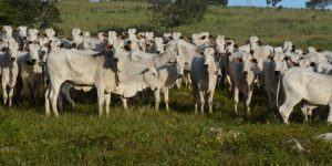 Campanha de vacinação contra febre aftosa para bovinos e bubalinos começa no Pará