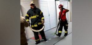Serpente dá susto em hospital e é resgatada por bombeiros