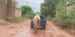 Cavalo é puxado por carro com corda presa ao pescoço no interior do Pará