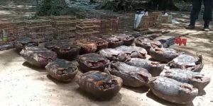 Jabutis, curiós e papagaios são apreendidos no nordeste do Pará