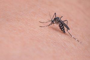 Pará registra queda de 27% na casos de malária