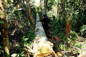 Alerta de desmatamento na Amazônia Legal em maio é o maior desde 2016