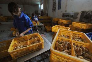 Governo chinês relata 1º caso humano de gripe aviária H10N3