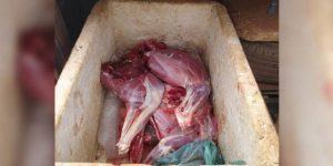 Caçadores são presos com carne de veado e por porte ilegal de arma de fogo