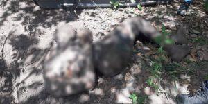 Corpo de adolescente com cabeça decepada é encontrado em Marabá