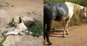 Égua é socorrida por populares ao cair em fossa em Parauapebas