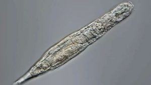 Cientistas acordam criatura que dormiu por 24 mil anos