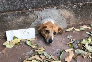 Cachorro fica preso em buraco de muro e mobiliza Corpo de Bombeiros