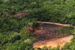 Pará e Amazonas lideram ranking de estados que mais desmataram no mês de junho