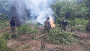 Polícia Federal destrói 81.284 pés de maconha durante operação