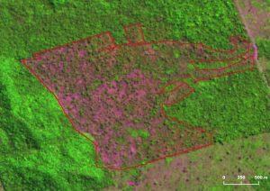 Pará é o estado com maior índice de desmatamento do Brasil durante o mês de julho