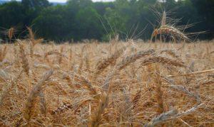 Termina hoje prazo para declarar imposto sobre propriedade rural