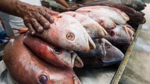 Doença da urina preta: estados registram casos de síndrome relacionada ao consumo de peixes