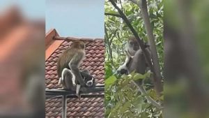 Vídeo: macaco ‘sequestra’ cachorro e o mantém refém por três dias no topo de um poste