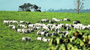 Setor de carnes do Pará tem prejuízos de R$ 6,6 bilhões
