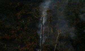 Savanização da Amazônia e calor podem ser fatais para saúde humana