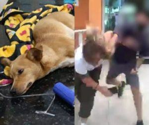 Veterinário agride mulheres após ser acusado de sacrificar cachorro
