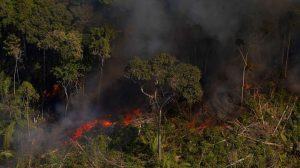 Desmatamento na Amazônia cai 19% em novembro