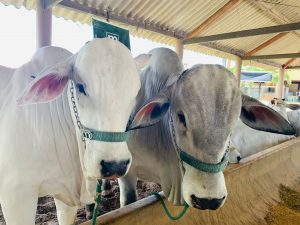 China retira o embargo de carne bovina do Brasil, diz Ministério da Agricultura
