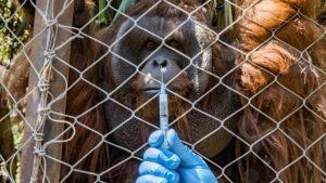 Chile começa a vacinar animais contra a Covid-19
