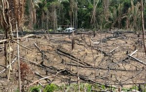 MPF pede à Justiça que terra indígena mais desmatada do país, no Pará, volte a ser protegida de invasores