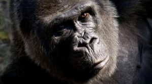 Gorila de 59 anos sofre eutanásia em zoológico de Atlanta