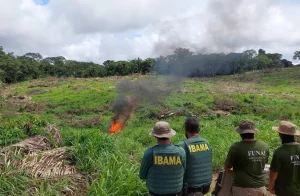 Operação integrada combate desmatamento na Terra Indígena Apyterewa, entre São Félix do Xingu e Tucumã, no sudeste do PA