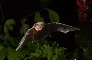 Prefeitura vacina animais domésticos após morcego com raiva ser encontrado no bairro da Marambaia, em Belém