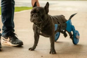 Aluno da UFSC desenvolve cadeira de rodas para cães inspirada em carros esportivos