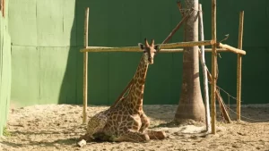 Mortes de girafas no Rio estão ligadas a ‘maior caso de tráfico de animais da história do Brasil’, diz polícia