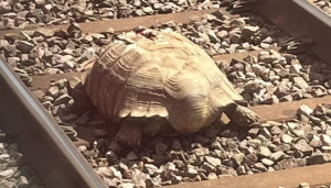 Tartaruga gigante bloqueia tráfego de trens por várias horas na Inglaterra