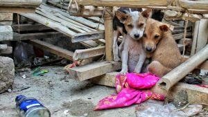 Lei obriga quem maltratar animais a pagar veterinário