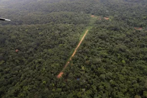 Para eleitor paraense conhecimento sobre a Amazônia é fator que influencia o voto, aponta pesquisa